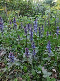 Ajuga pyramidalis